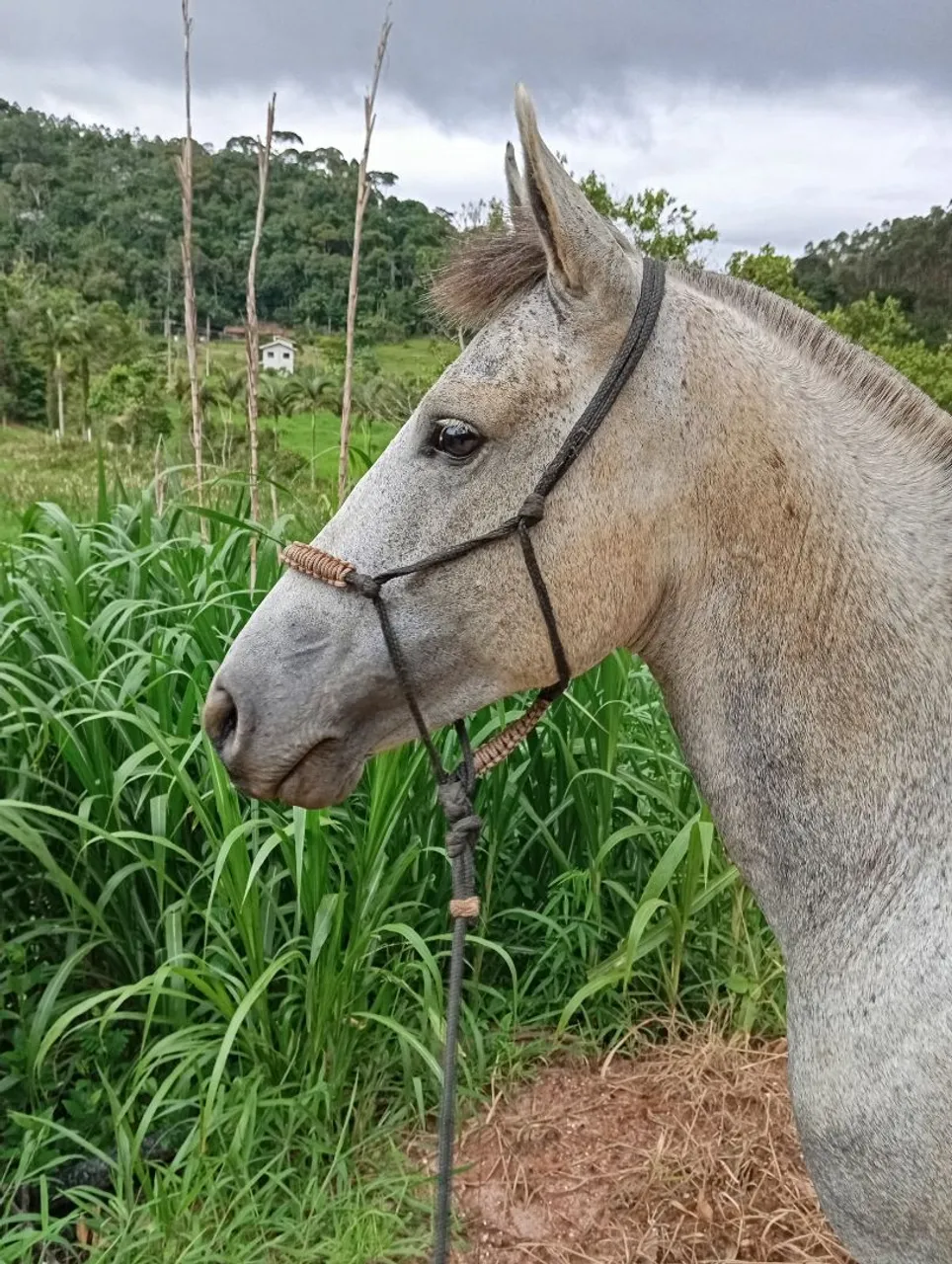 Cavalo mangalarga 