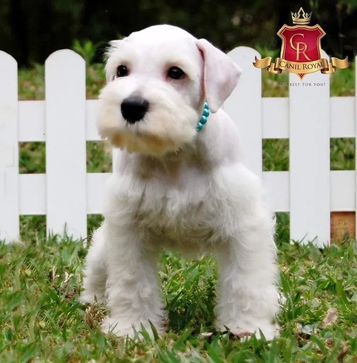 Schnauzer  - Foto 3