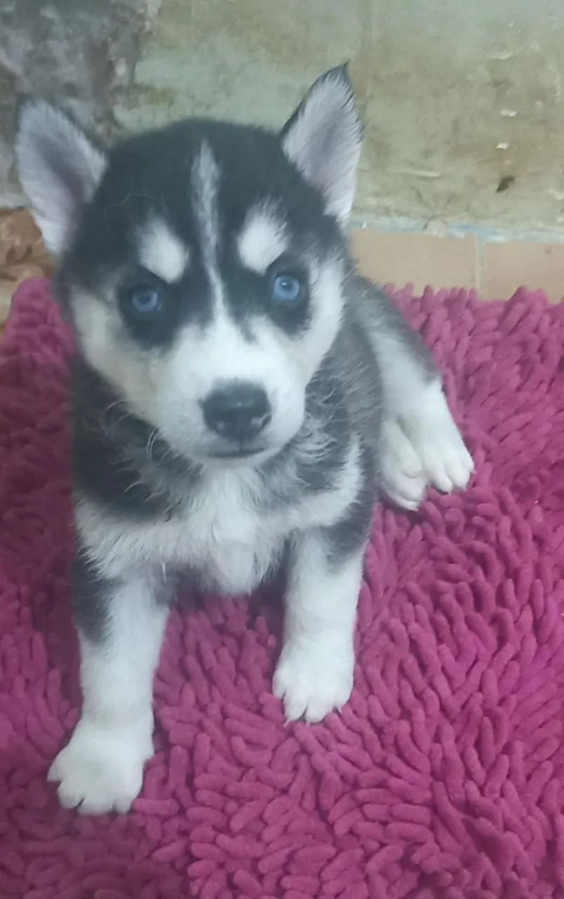 Husky Siberiano