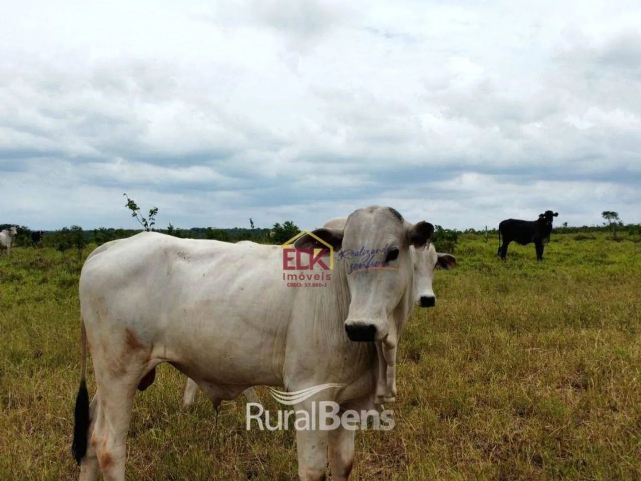 Fazenda com 5 dormitórios à venda, 11186200 m² por R$ 22.000.000,00 - Centro - Camapuã/MS - Foto 4