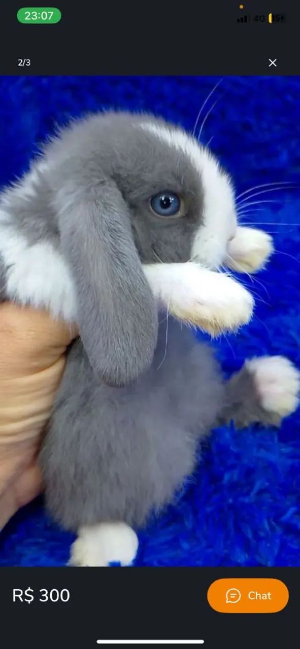 Os menores coelho do mundo (anões e minis) - Foto 5