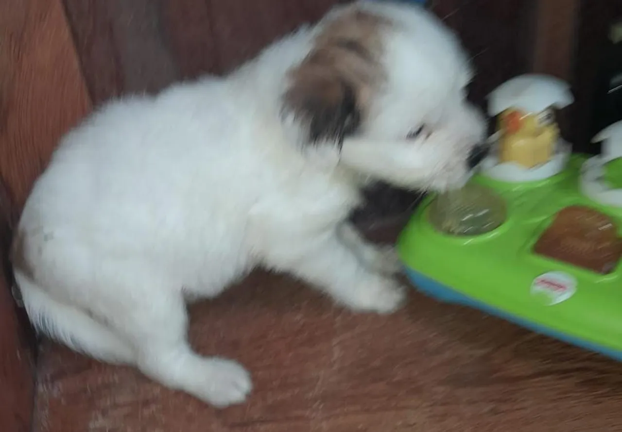 Filhote de cachorro poodle femea peludonas