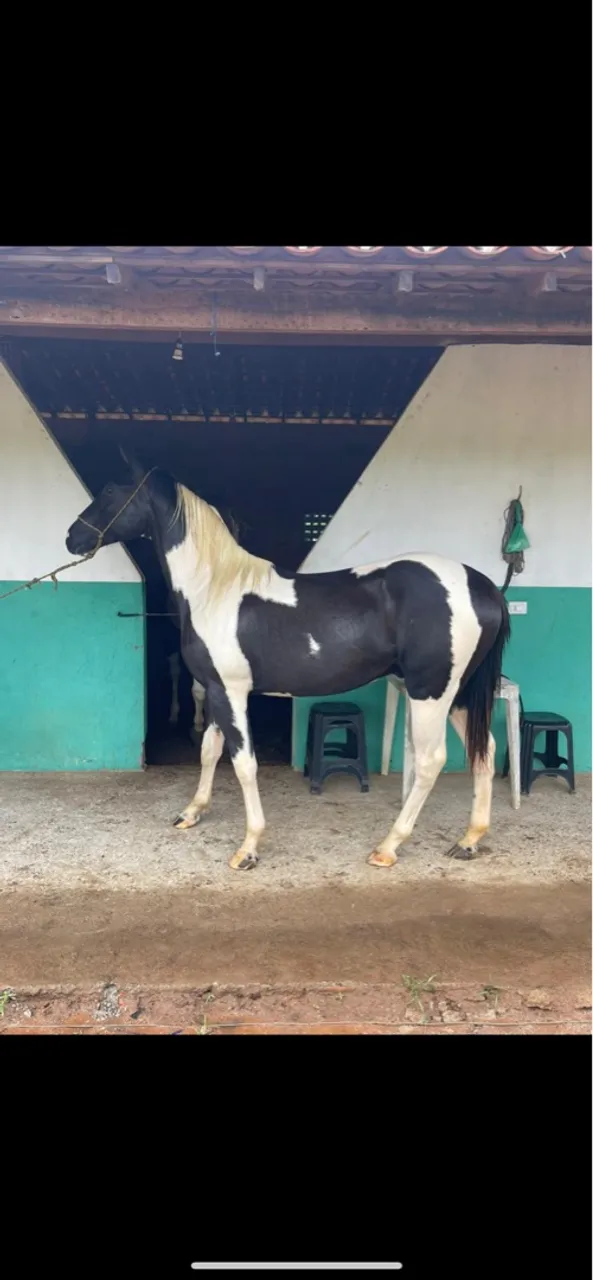 Cavalo Paint Horse