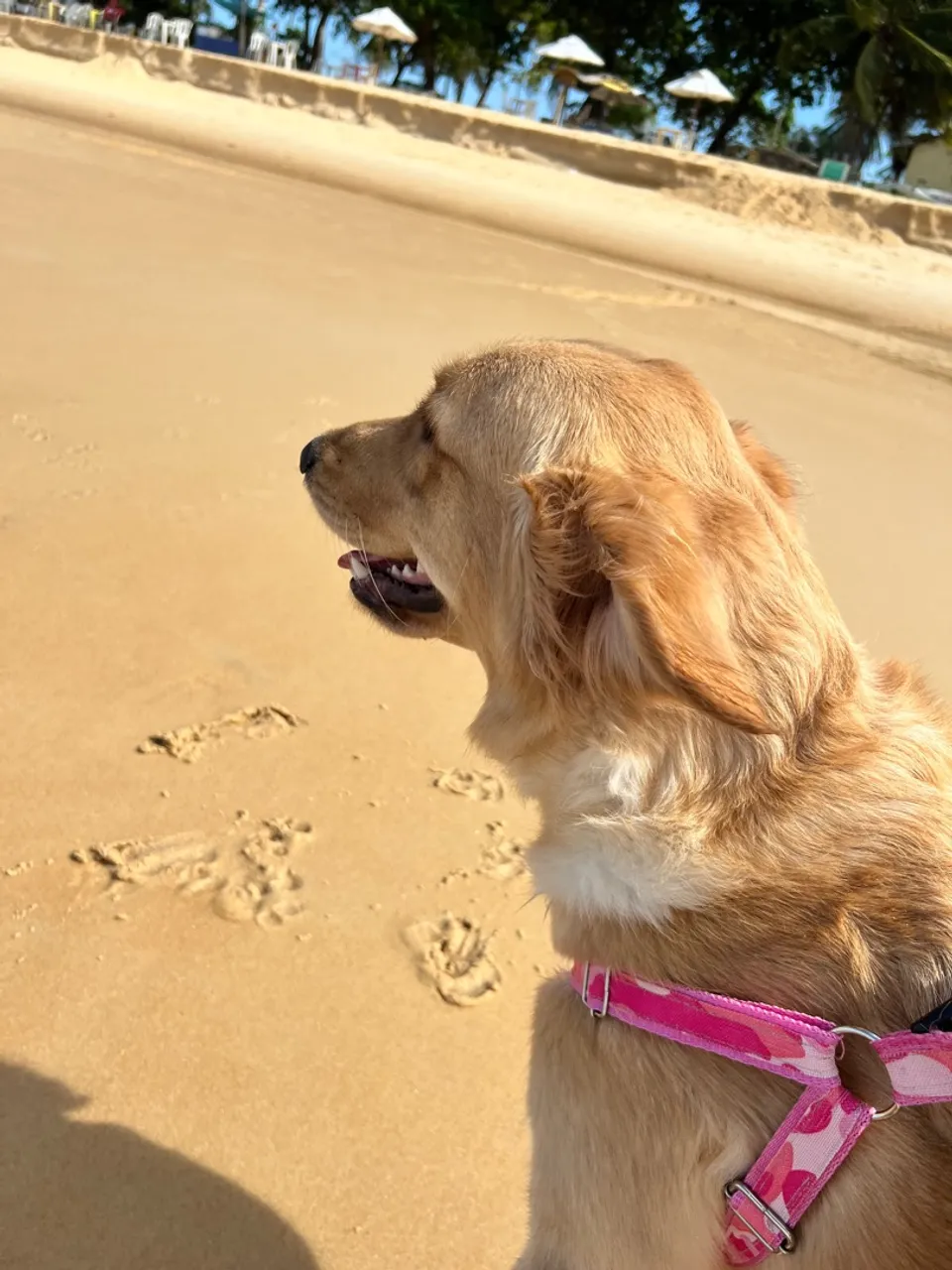 Golden Retriever na Praia