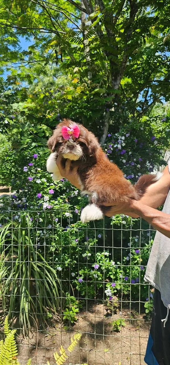 Shih-tzu perfeitinha- Maricá-RJ 