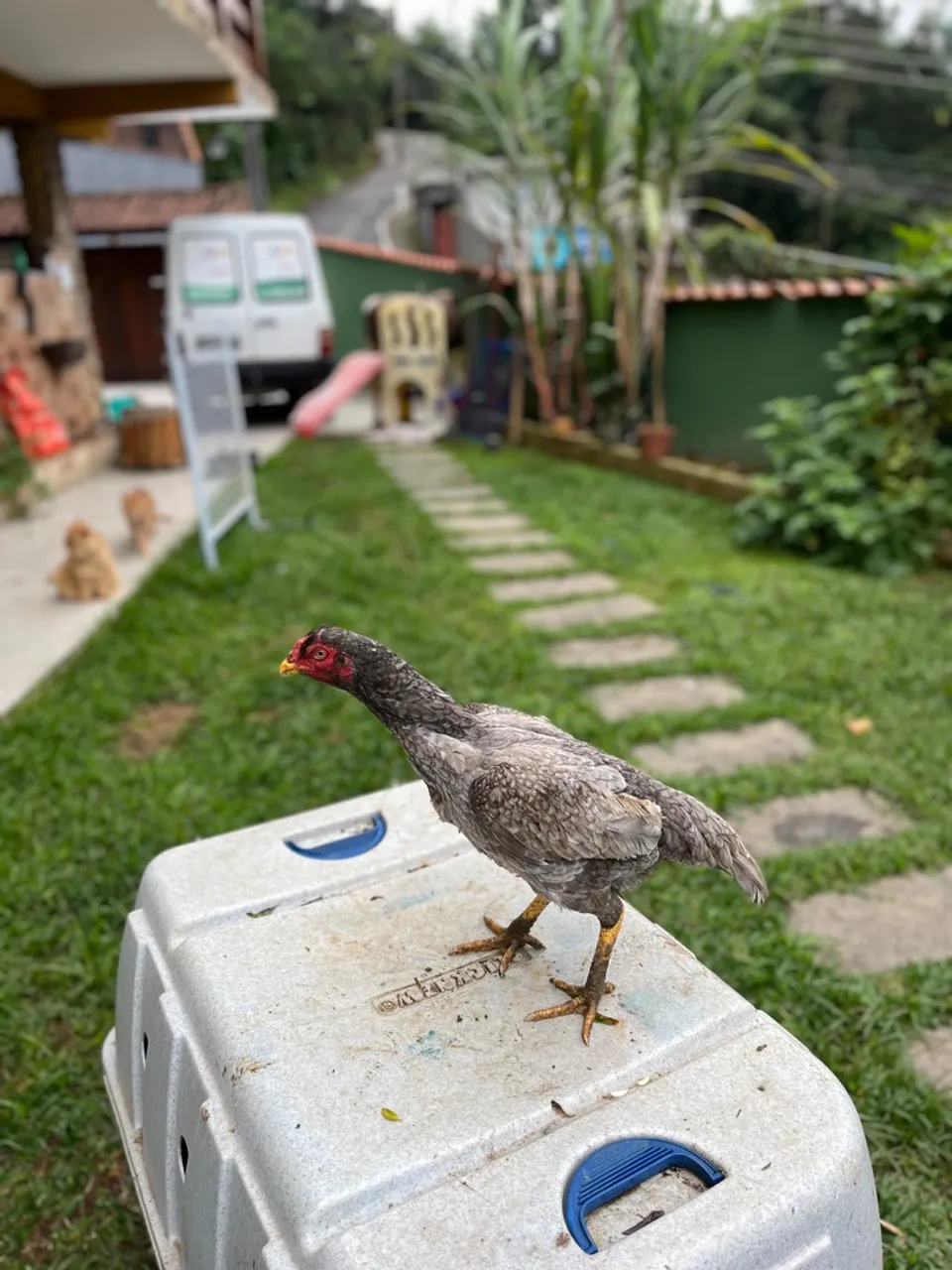 Galo e galinha Índia