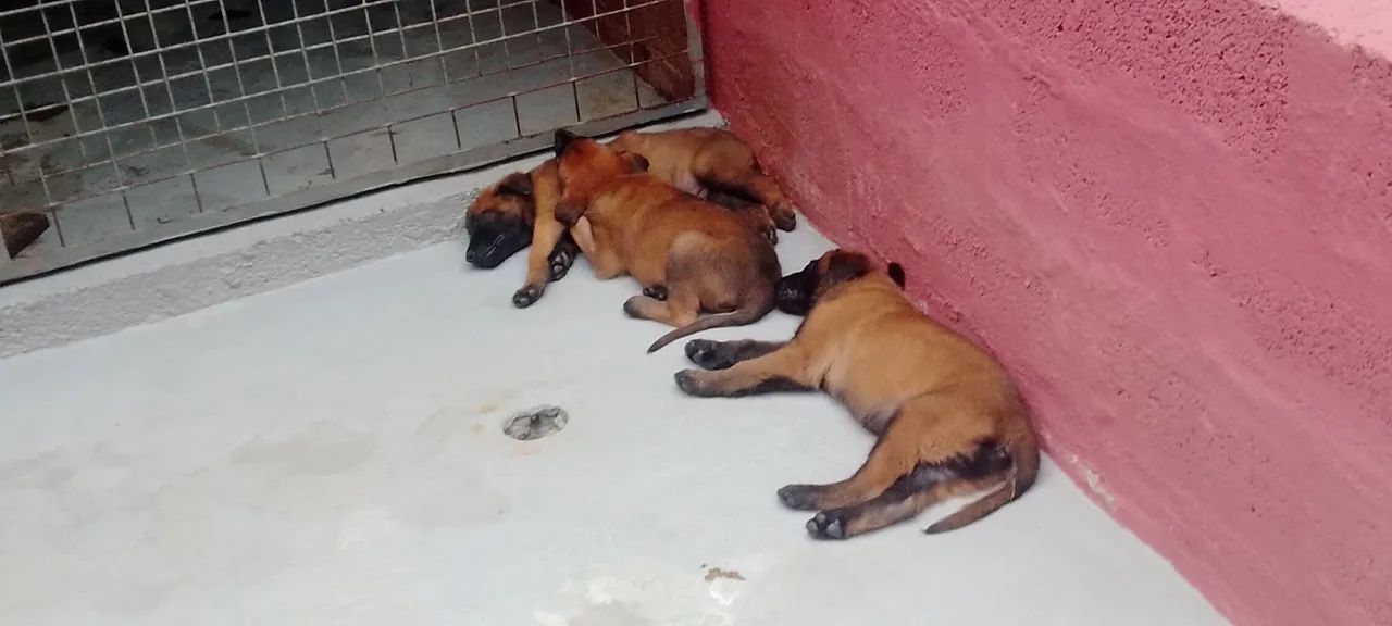 Pastor Belga Malinois com PEDIGREE CBKC  - Foto 4