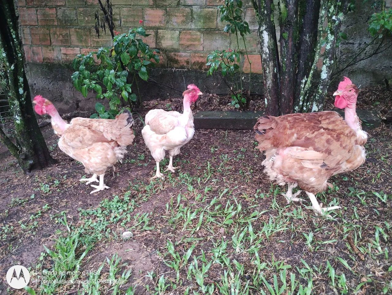 3 galinhas pescoço pelado em postura