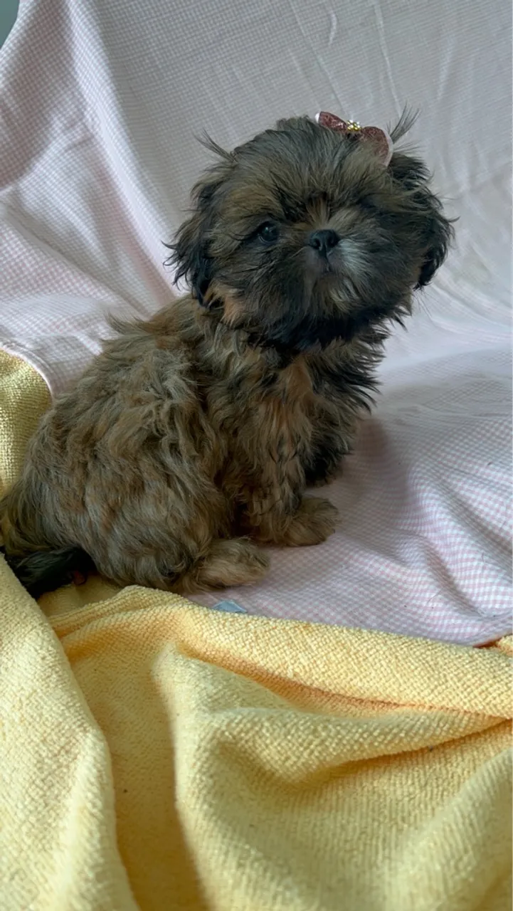 Filhotes de Shih Tzu Fêmeas