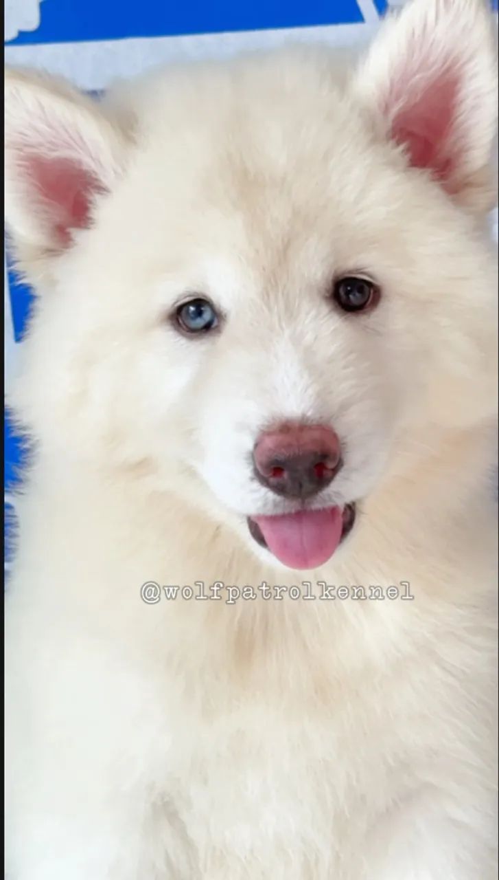 Husky Siberiano Wooly - Fêmea com Pedigree - Oferta Imperdível  - Foto 3