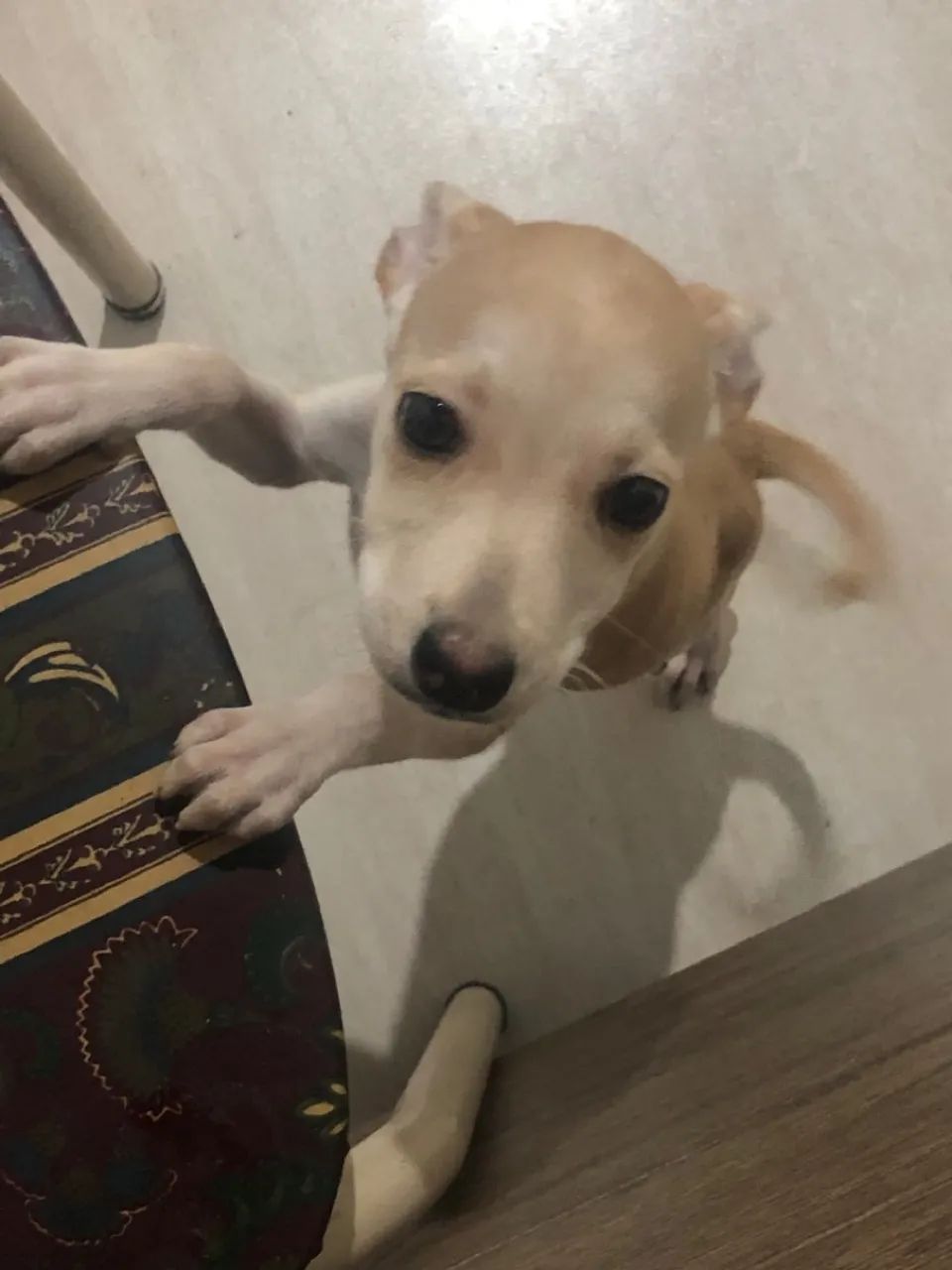 filhote para doação 