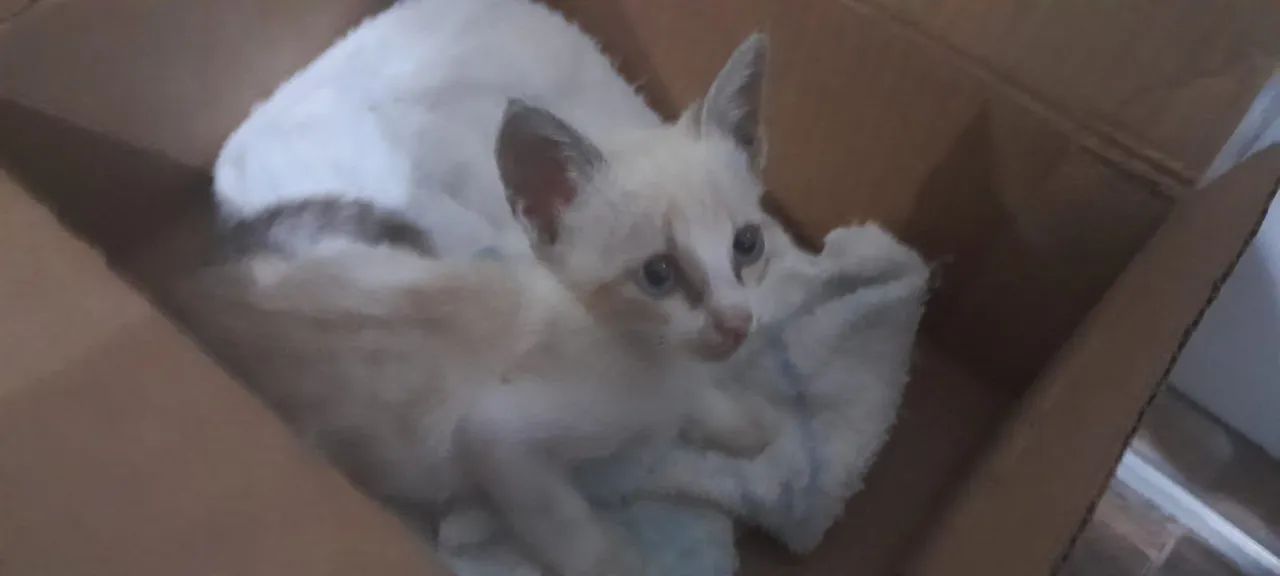 Gatinha carinhosa procura lar - Foto 3