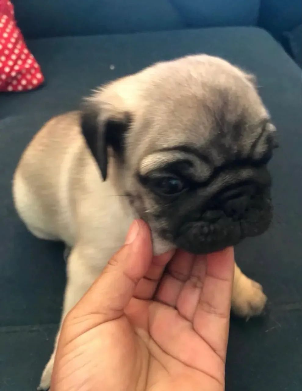 Filhote de Pug - Foto 4