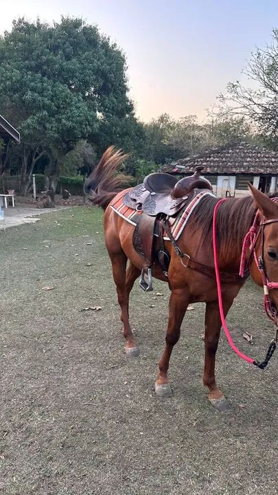 Cavalo para ranch shorting  - Foto 4