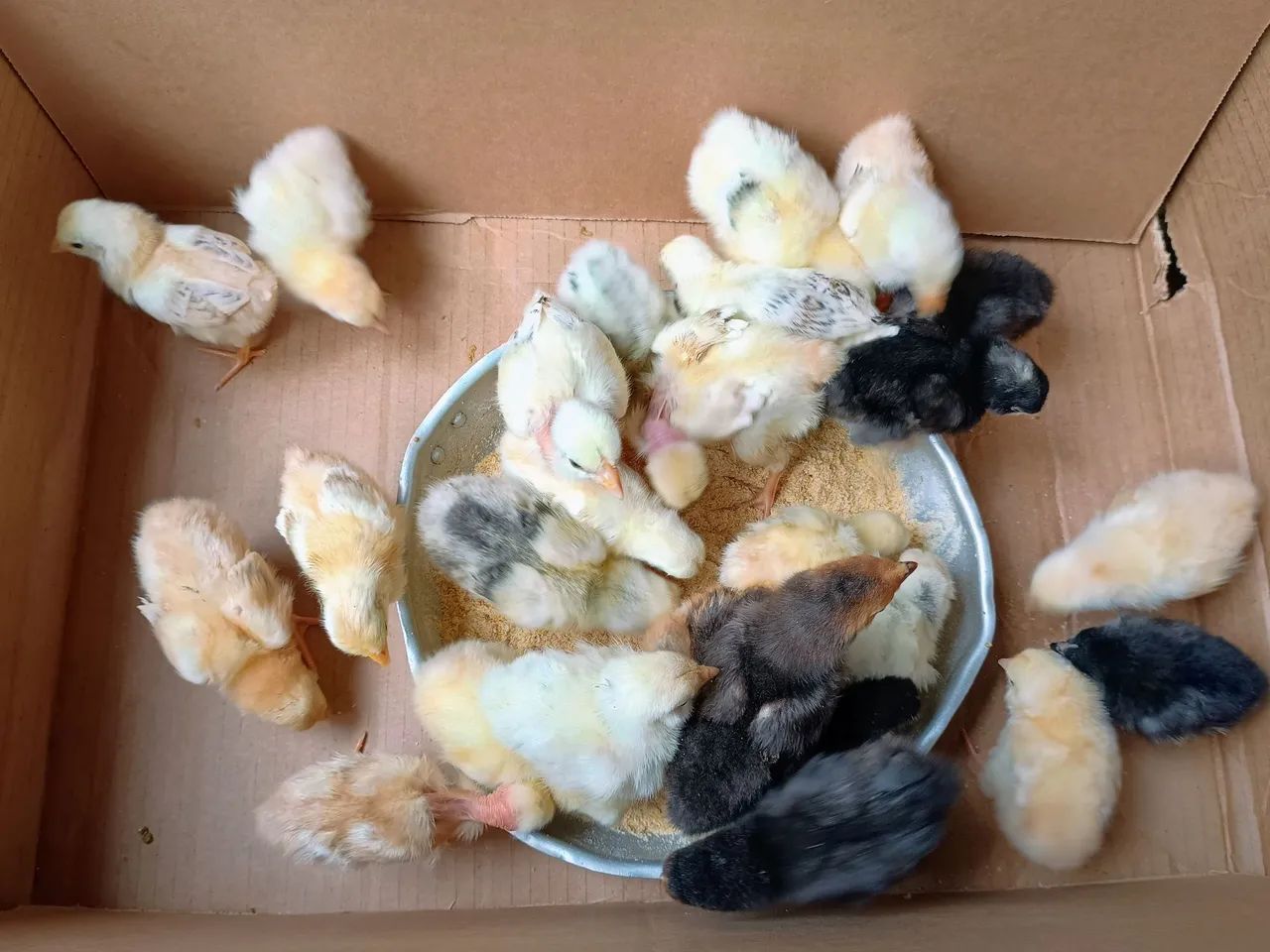 30 Pintinhos caipiras  - Foto 3