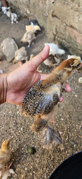 Pintinhos Brahma  - Foto 6