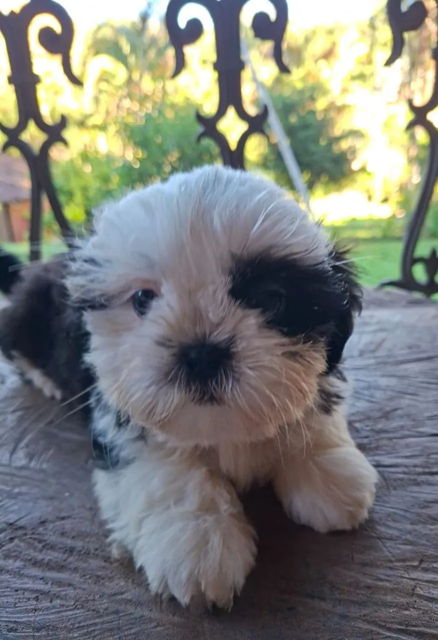 Filhote Shih Tzu disponível!