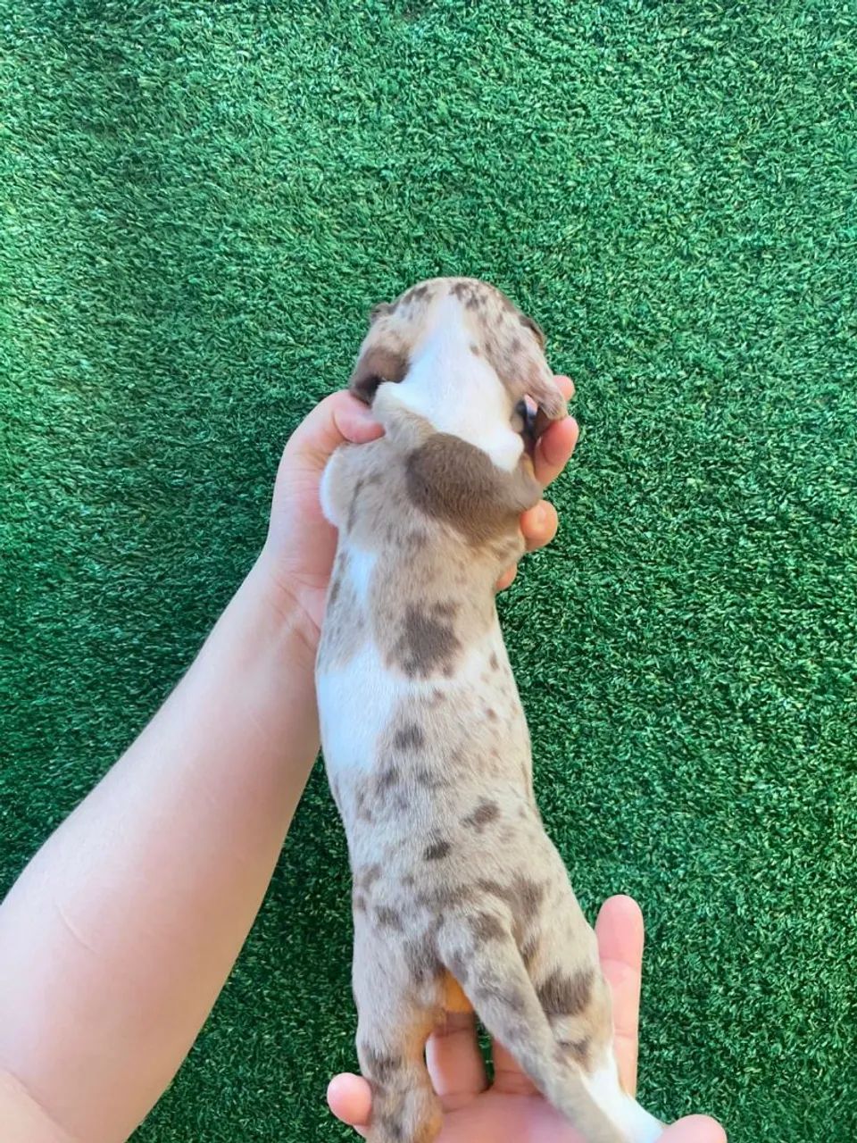 Cofap Daschund Teckel fêmea disponível  - Foto 5