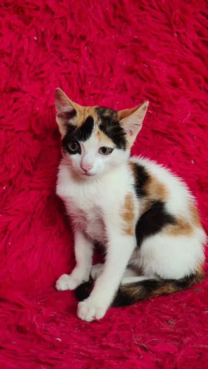 Doação de gatos - Foto 5