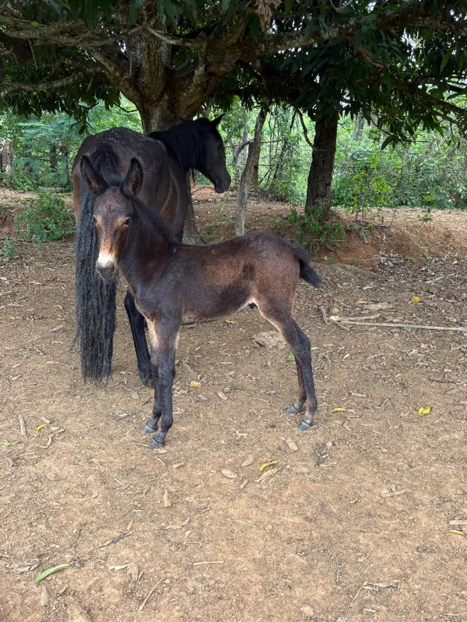 Pacote 2 em 1 ,Égua preta  registrada com burro preto no pé 