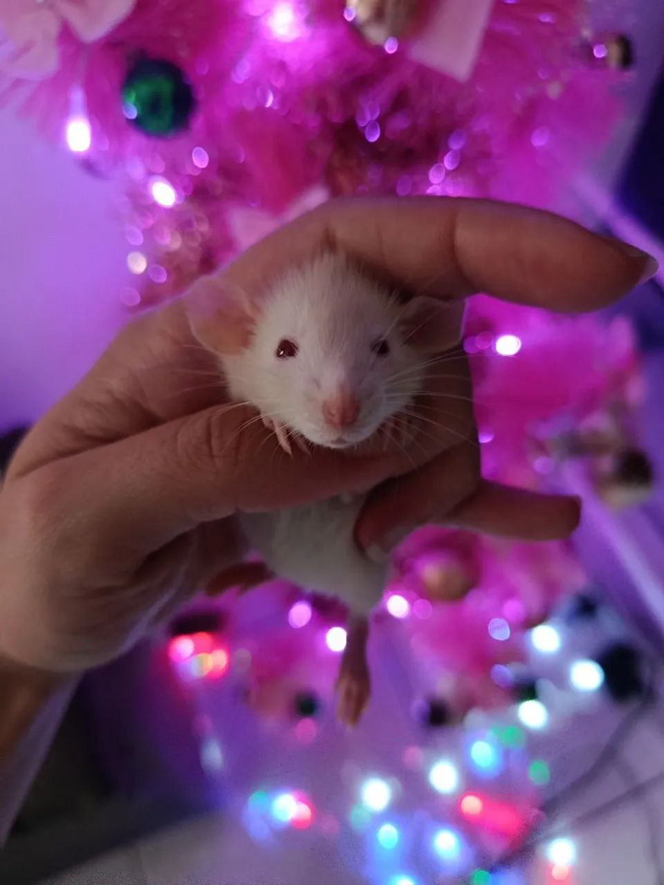 Ratinhos Twister Filhote  - Foto 2