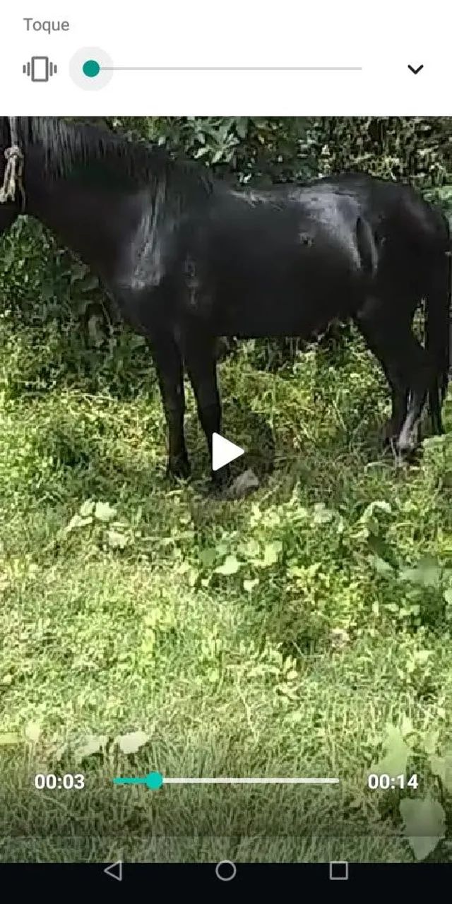 Cavalos - Foto 2
