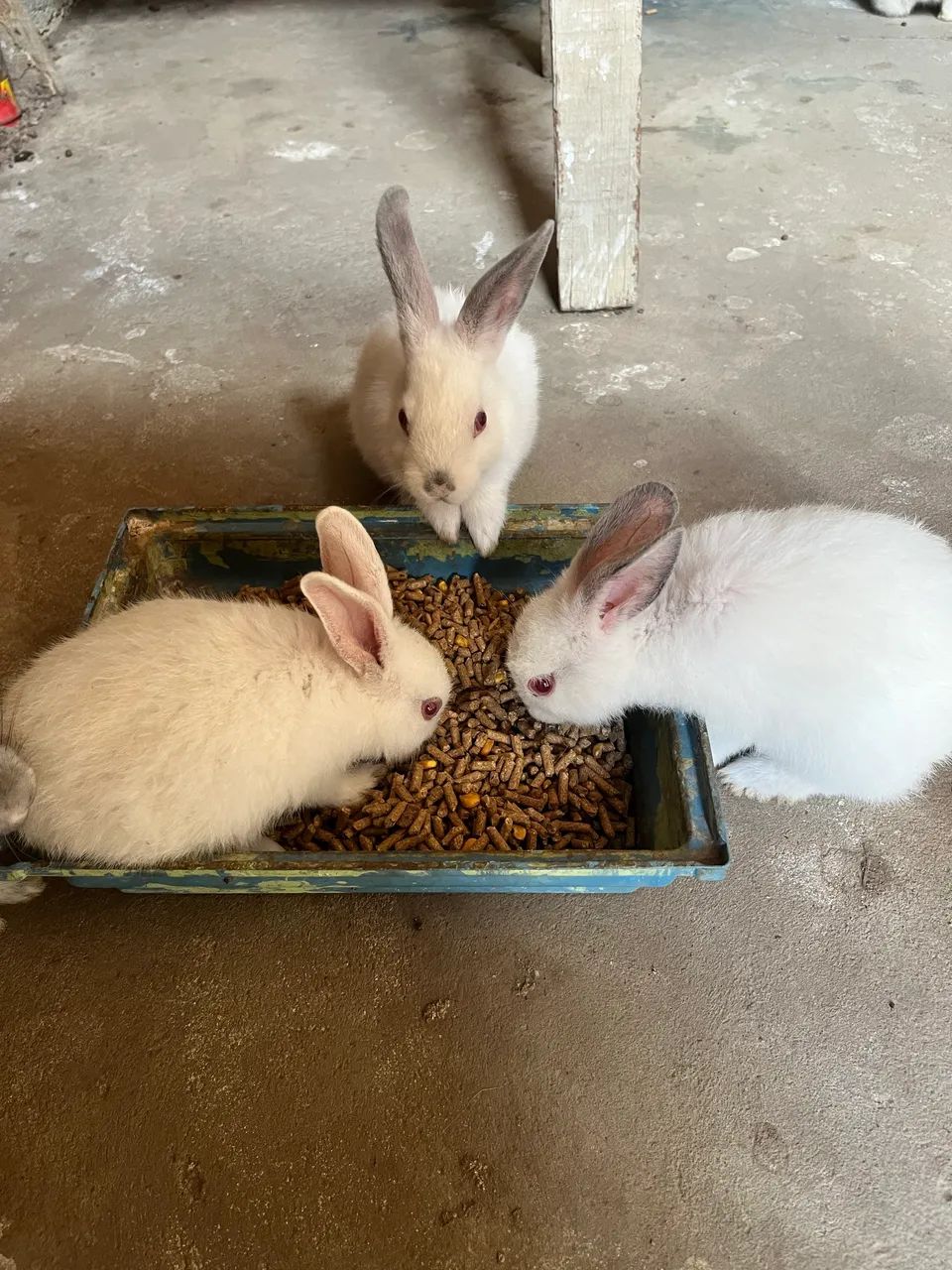 Coelhos Standard - Filhotes - Foto 2