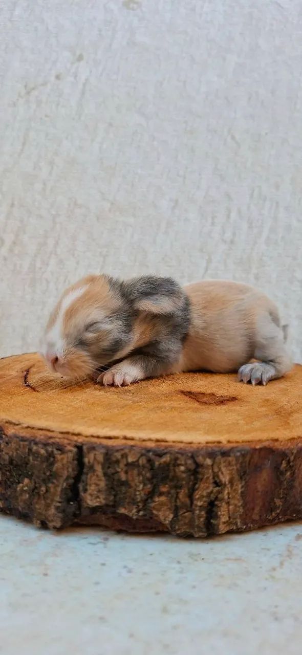 Coelhos minilop - Foto 2