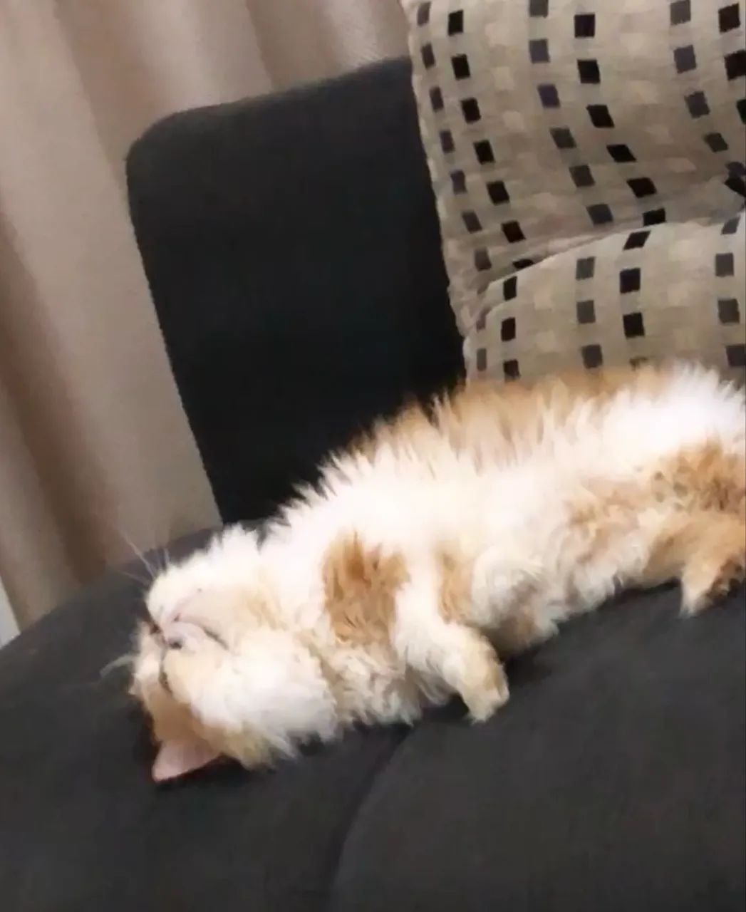 Doação Gatos Persas Castrados - Foto 3