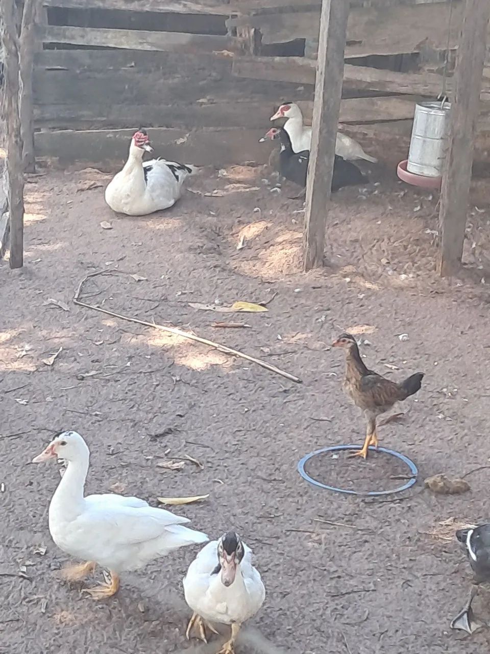 Patos - Foto 2