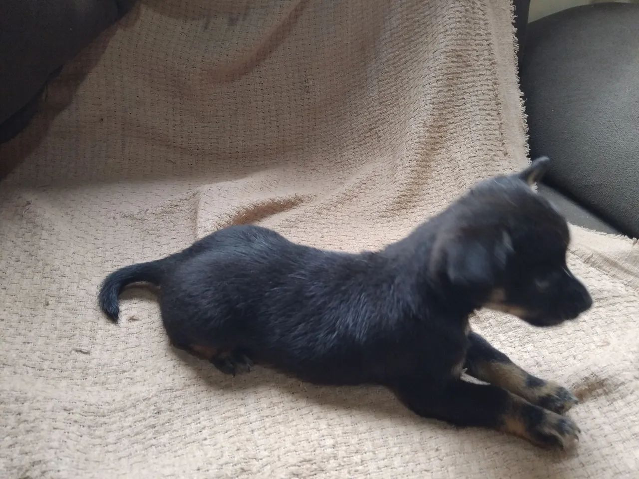 Chihuahua pelo curto  - Foto 2