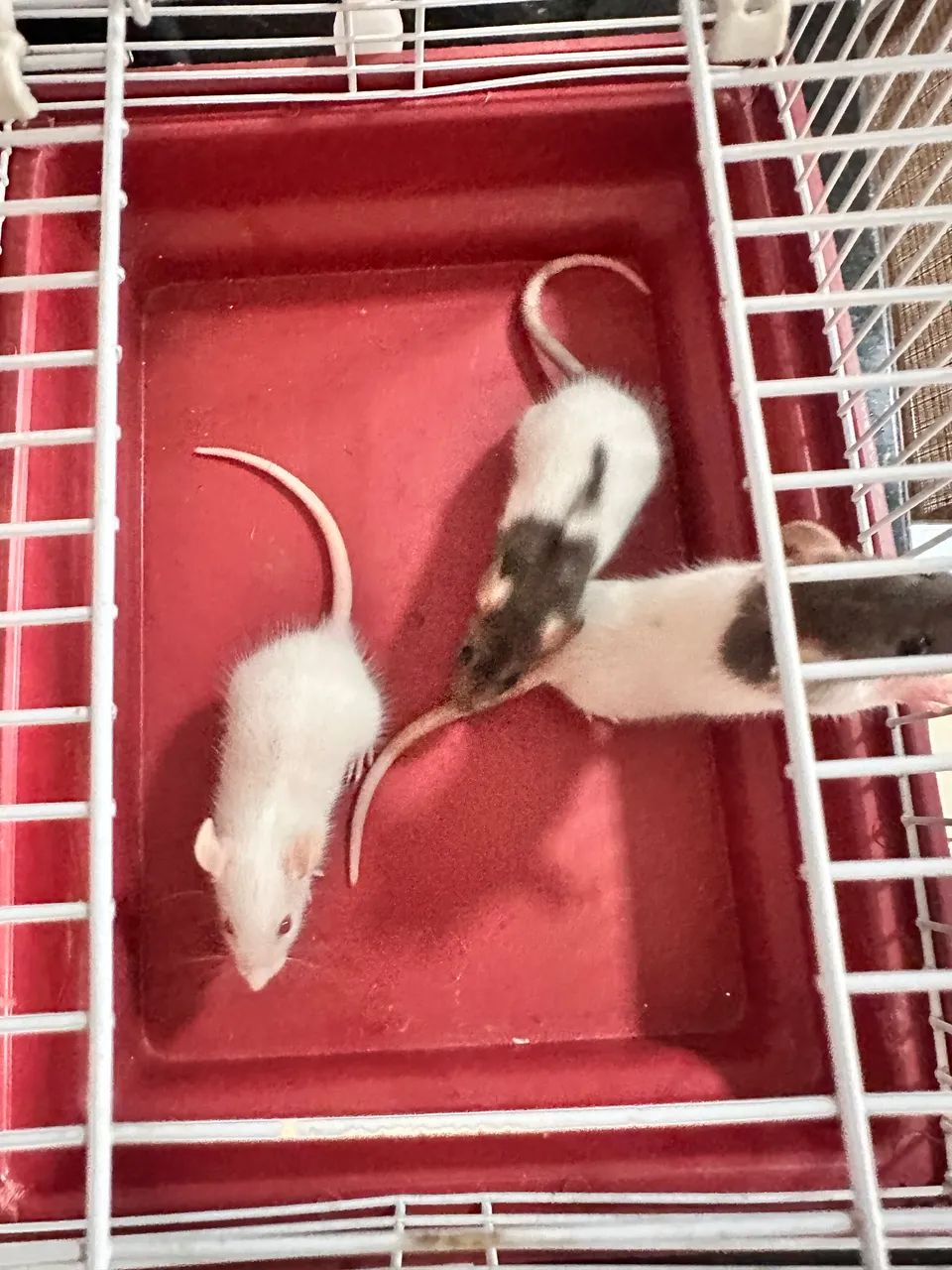 Filhotes rato Twister  - Foto 5