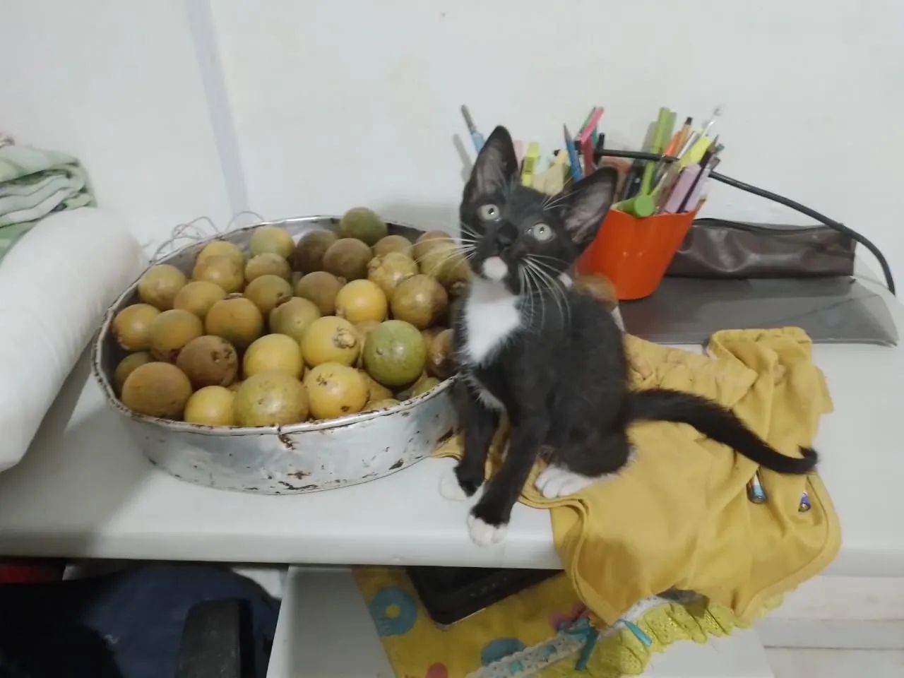 Gatinho macho - Foto 3