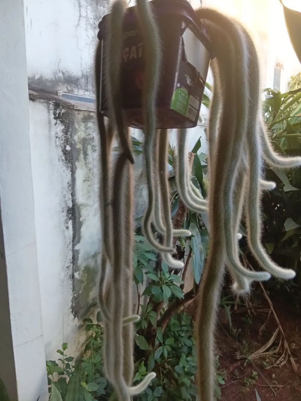 Rabo de macaco