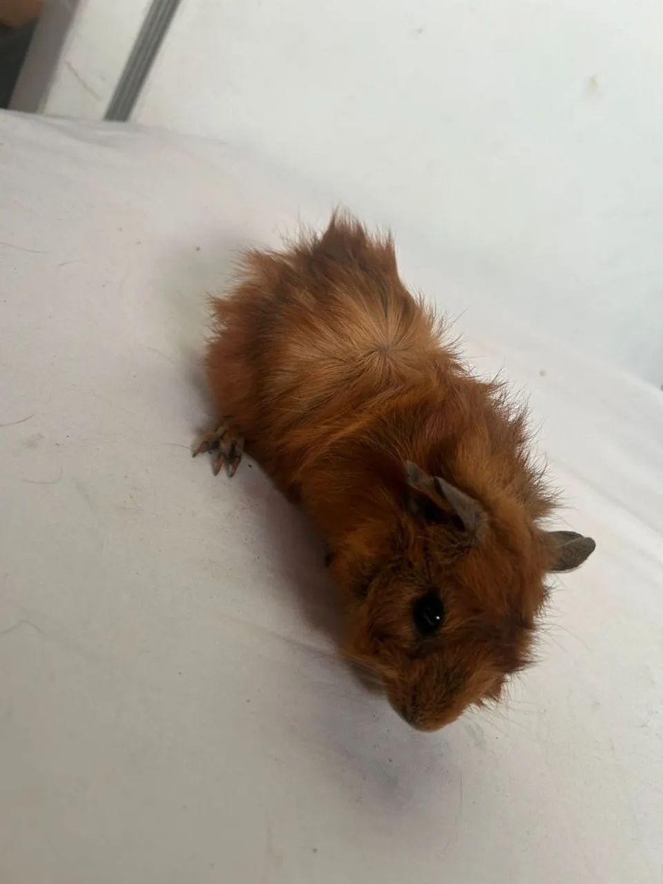 Porquinho da índia  - Foto 2