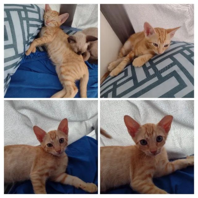  Gatinhos Laranja para Adoção Responsável