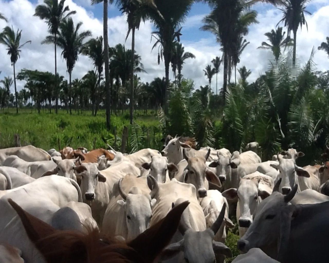 FAZENDA RURAL em Arari - MA, Brito - Foto 3