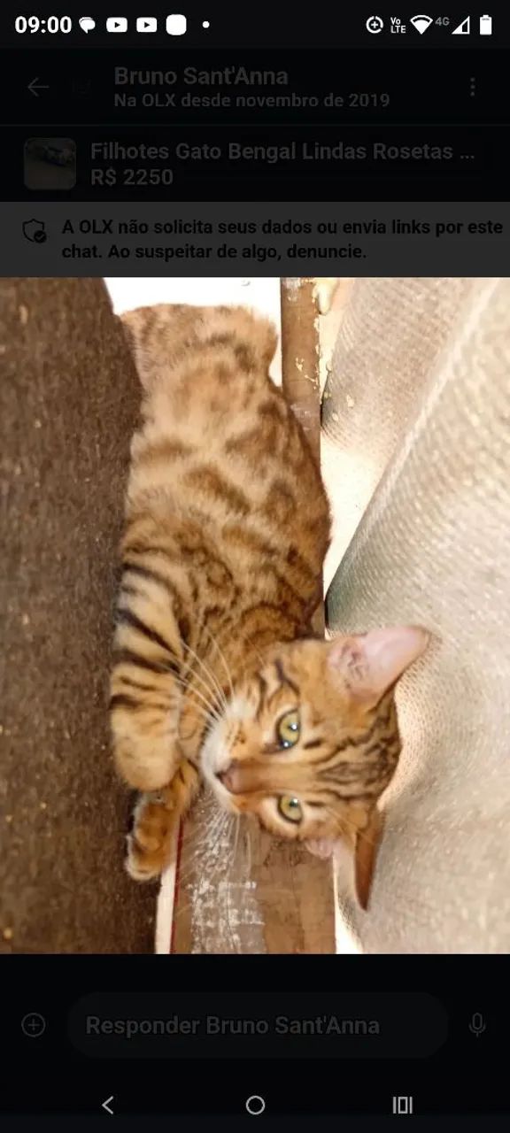 Filhotes Gato Bengal Lindas Rosetas Pedigree linhagem Européia   - Foto 5