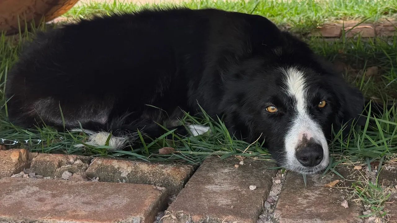 Filhotes de BORDER COLLIE 100%puro MACHO - Foto 5