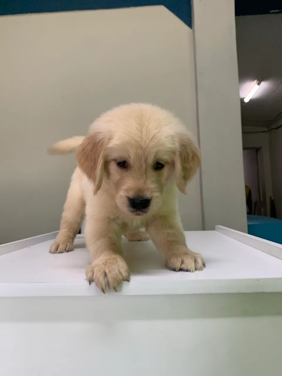Golden Retriever - Foto 5