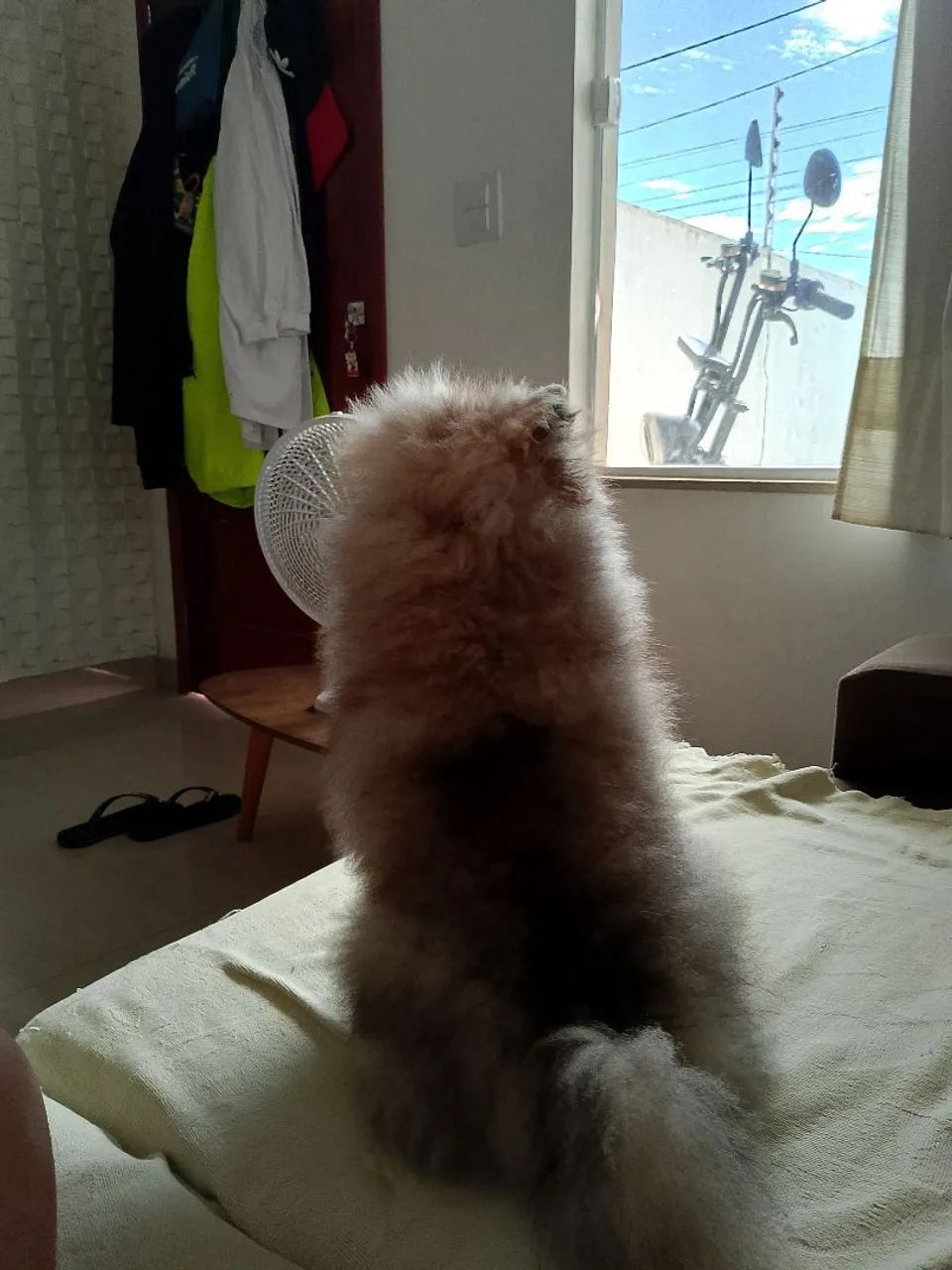 Spitz alemão  - Foto 5