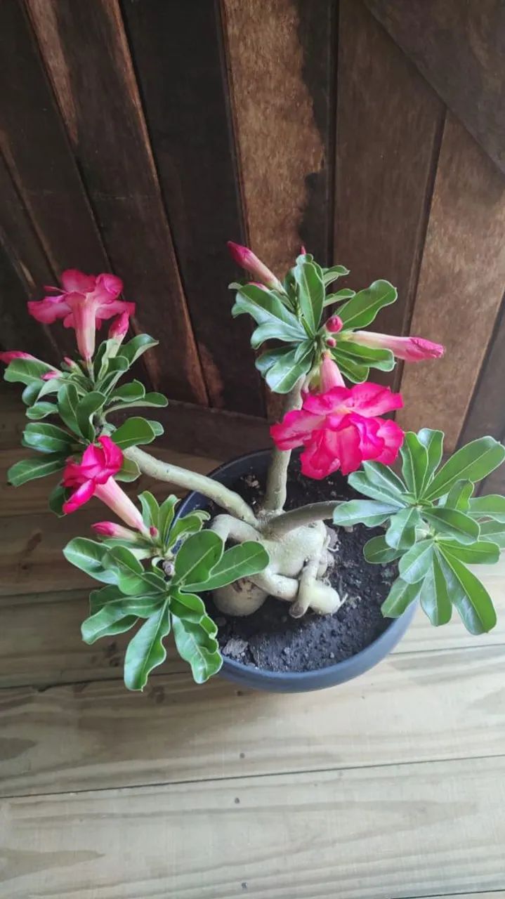 Rosa do Deserto  - Foto 2