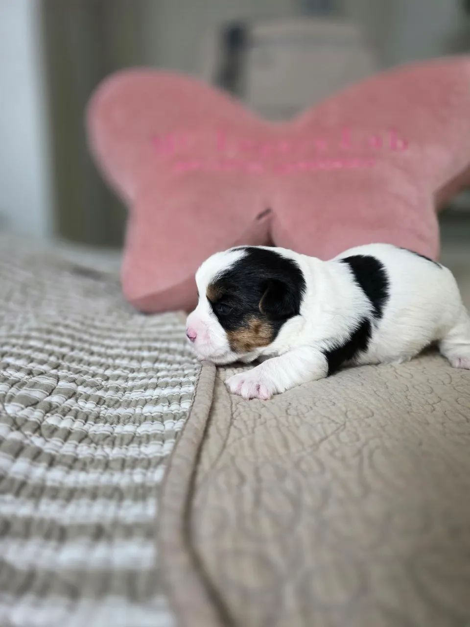 Venda de Jack Russel  - Foto 2