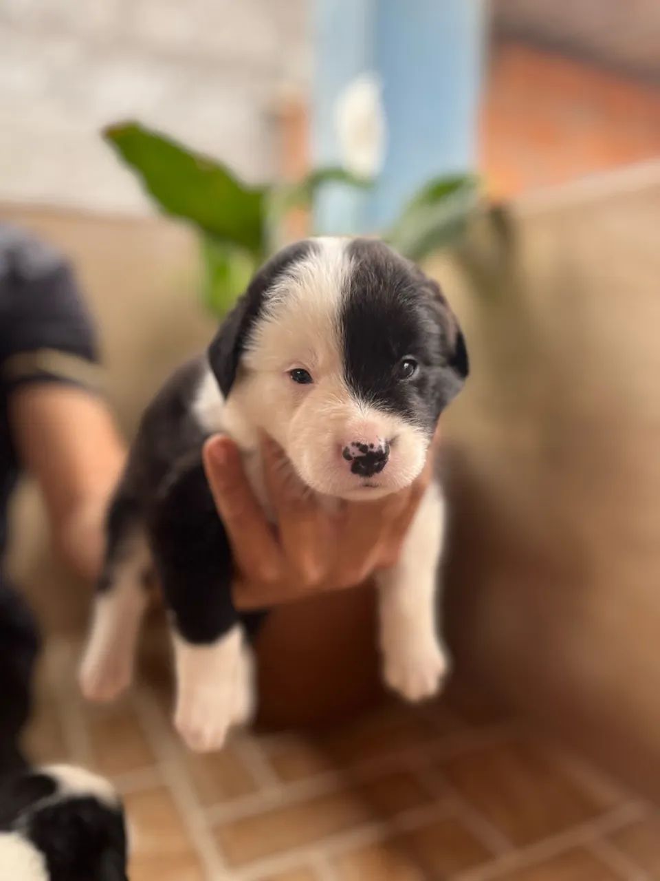 Border collie baby - Foto 3