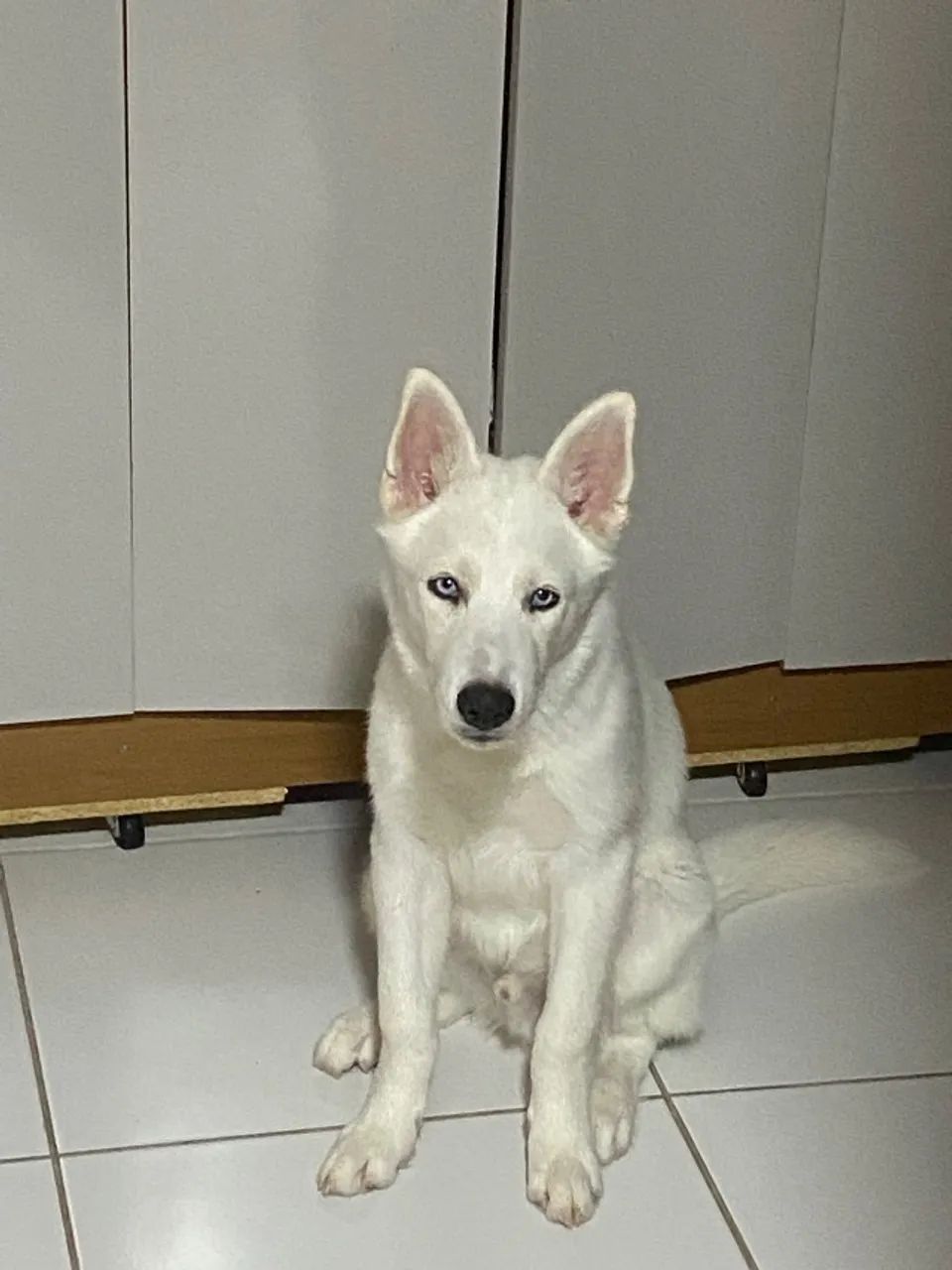 Husky 4 meses