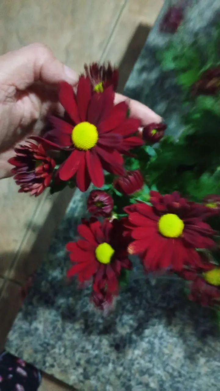 Mudas de plantas