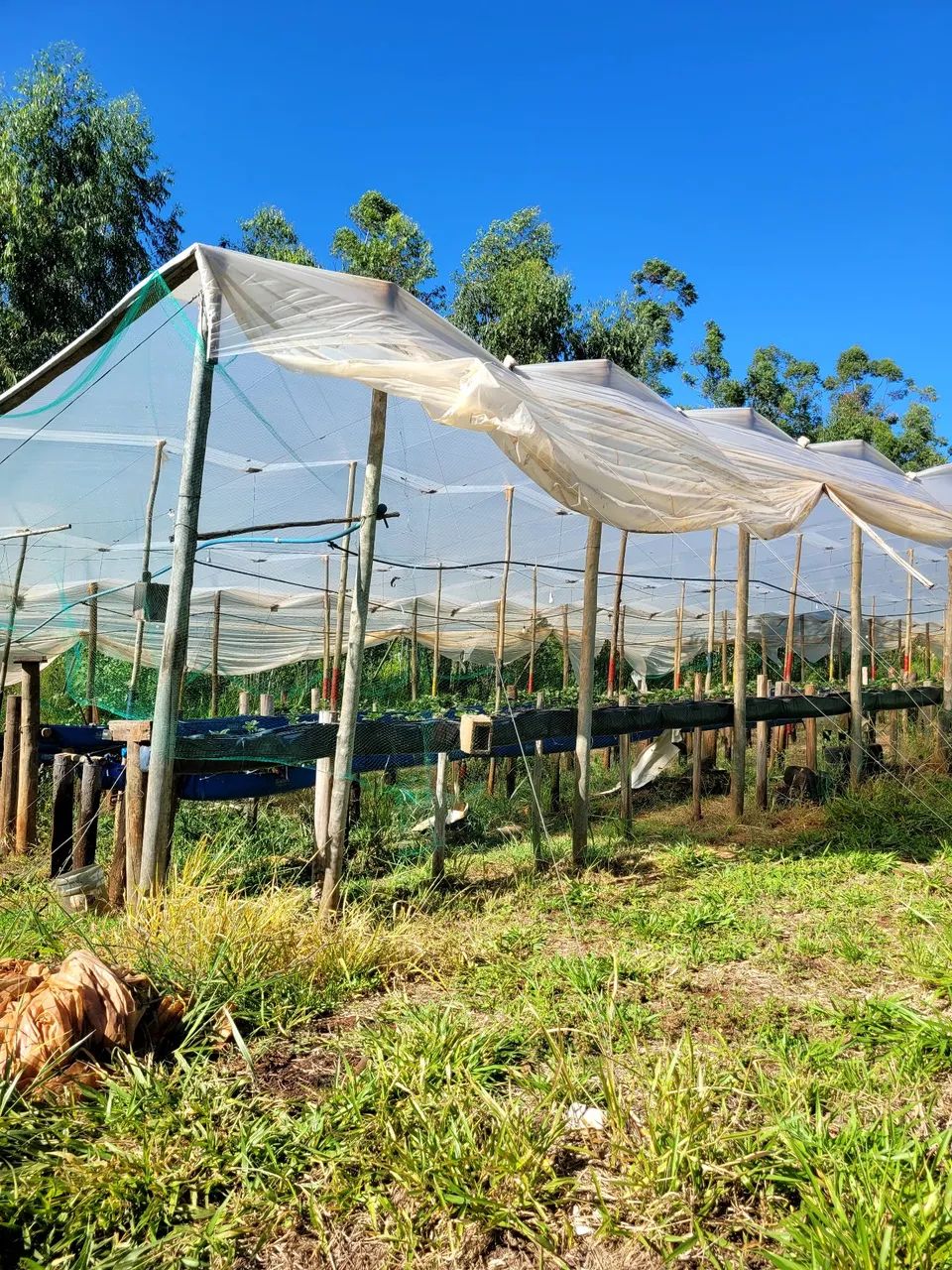 Estufa 50x10m - Foto 4