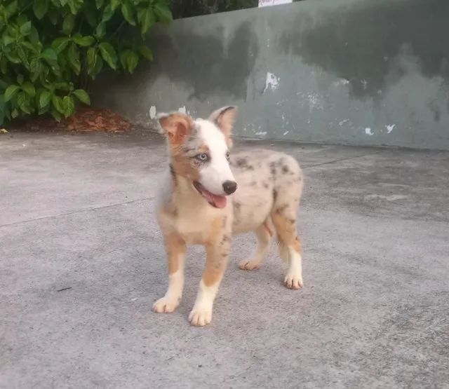 Border Collie jovens disponíveis!