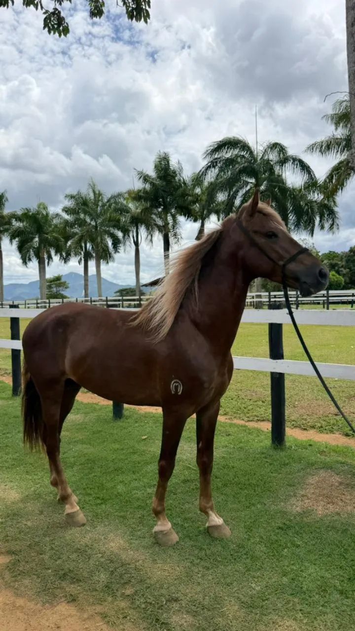 Cavalo Manga Larga Marchador