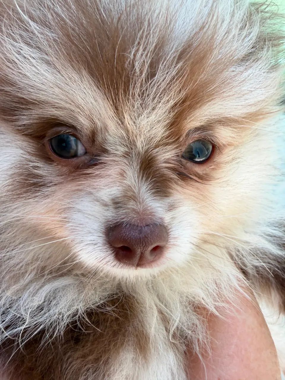 Spitz Alemão Anão  - Foto 3